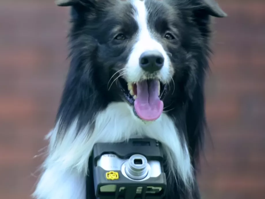 Kutya fotóz a Nikon új reklámjában