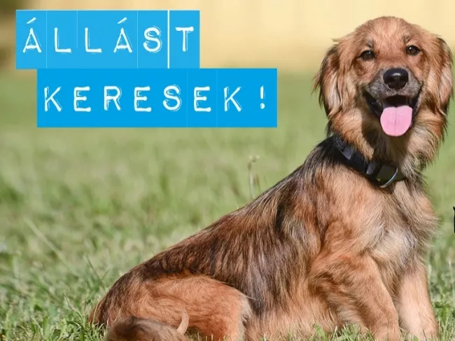 Álláskereső kutyák lepték el a Facebookot a Telenor akciójában