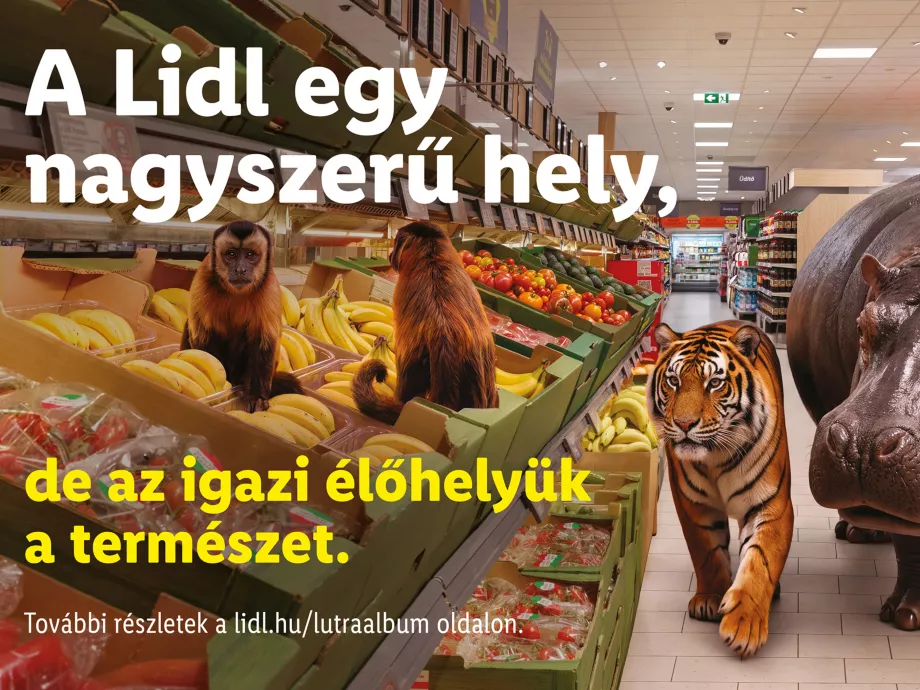 Mit keres egy víziló a zöldséges polcoknál? - Visszatér a Lidlbe a Lutra album