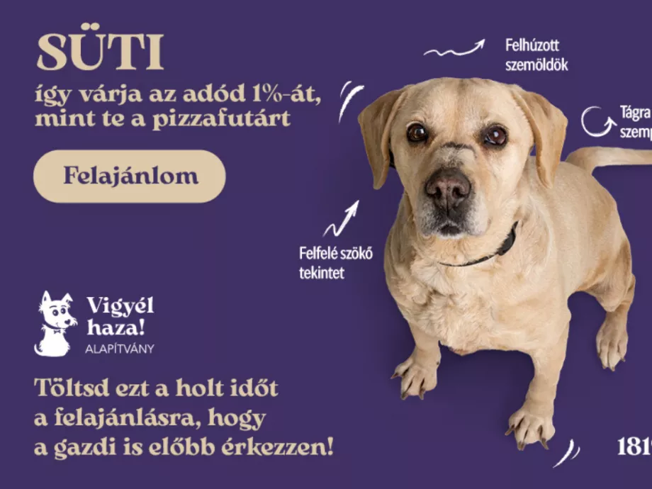 Senki sem szeret tehetetlenül várakozni – főleg kutya éhesen